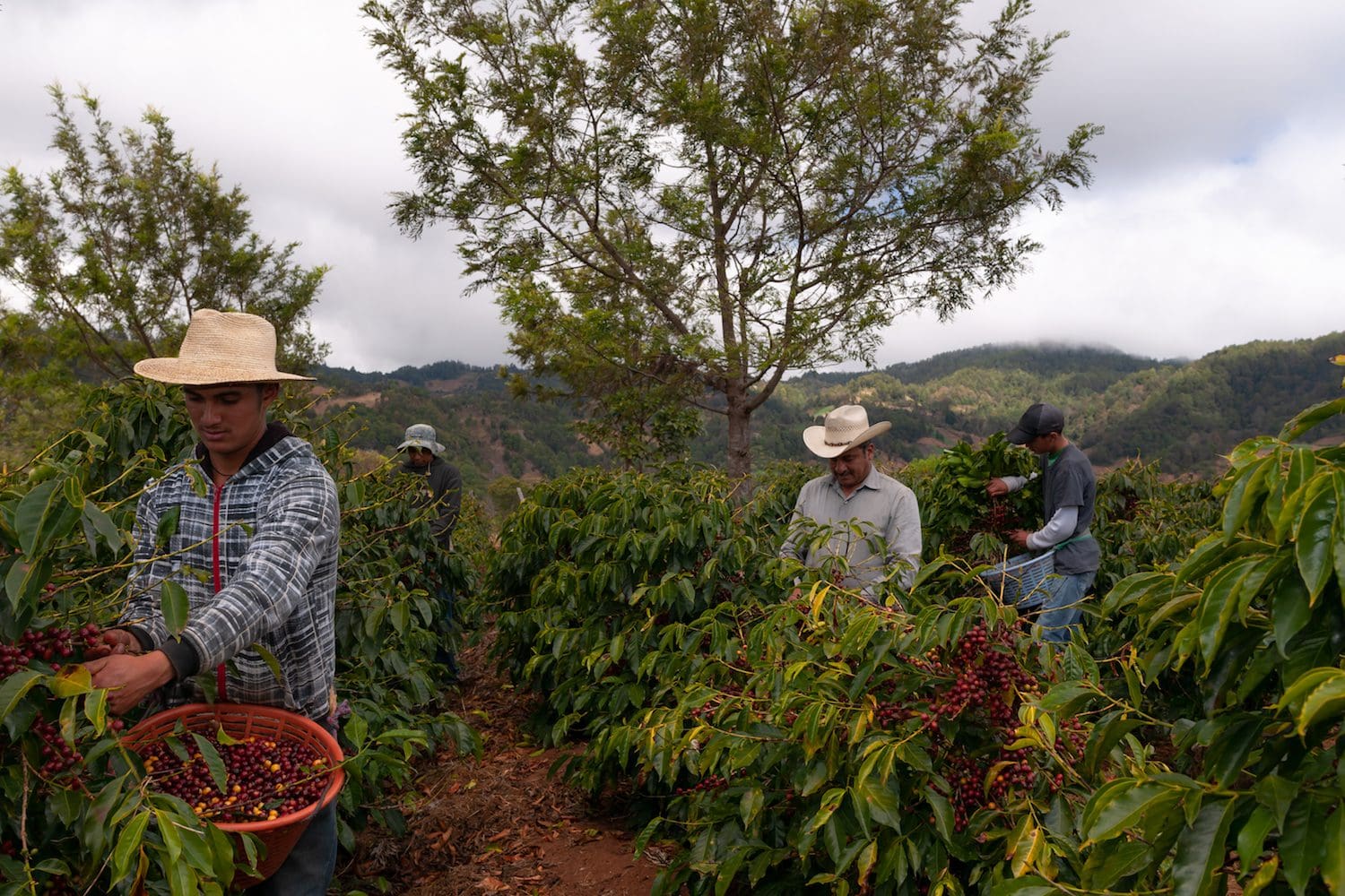 Discover the eight coffee growing regions of Guatemala